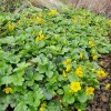 Waldsteinia ternata